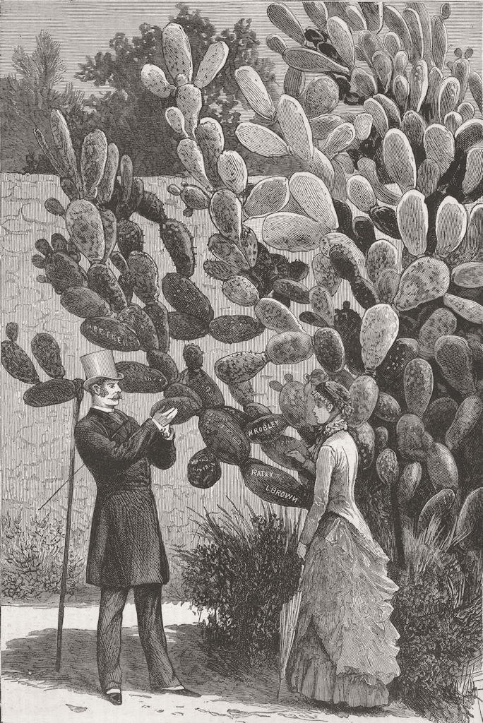 SOUTH AFRICA. Graffiti on Cacti 1883 old antique vintage print picture